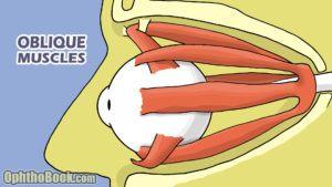 Oblique Muscles