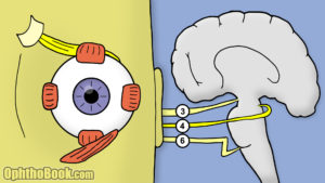 Fourth Cranial Nerve