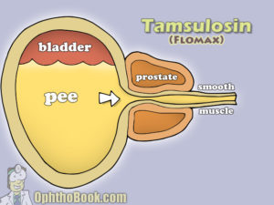 Flomax smooth muscle