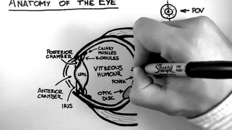 Hand Drawn Eye Anatomy