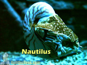 Nautilus