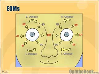 neurovideo-extraocularmovement.jpg