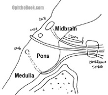 Where Do The Cranial Nerve Nuclei Sit In The Brain Timroot Com