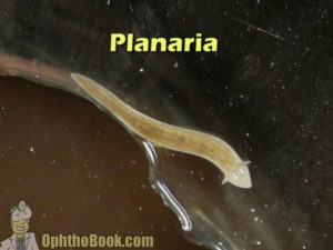 Planaria
