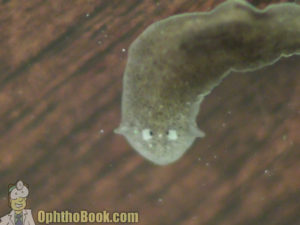 Planaria Eyes