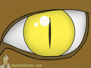 Alligator Pupil