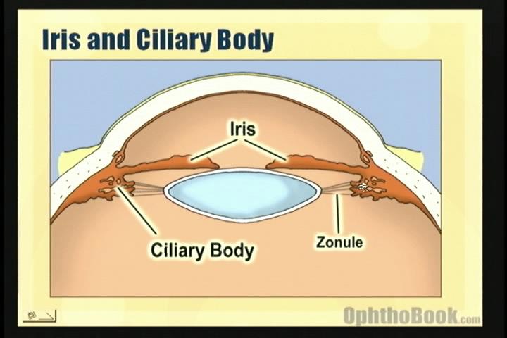 video-anteriorchamber1.jpg