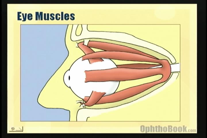 Anatomy of the Eye Video - TimRoot.com