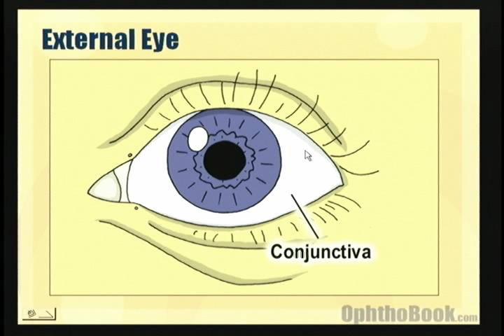 external eye anatomy