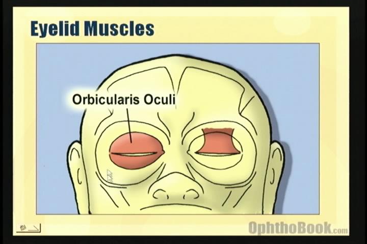 video-orbicularis.jpg