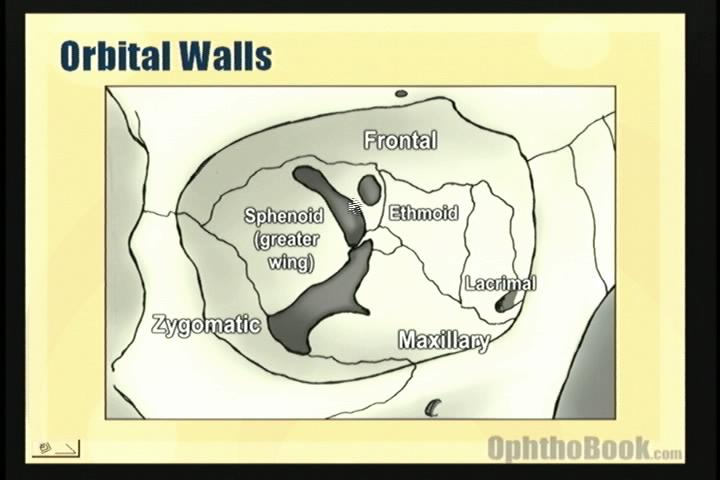 video-orbitalbones.jpg