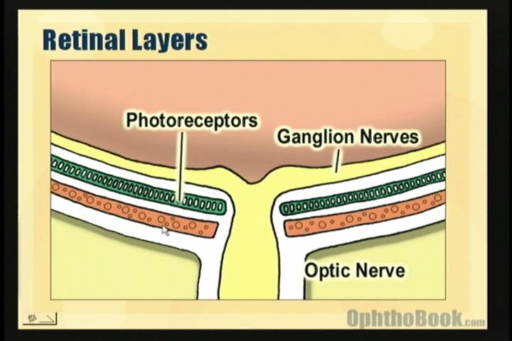 Retina  Definition, Anatomy & Function - Video & Lesson
