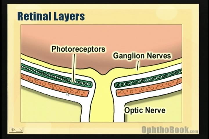 layers of the retina